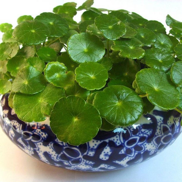 Hạt giống cỏ, dễ trồng bốn mùa, lá to, dễ sống, hạt giống 100h