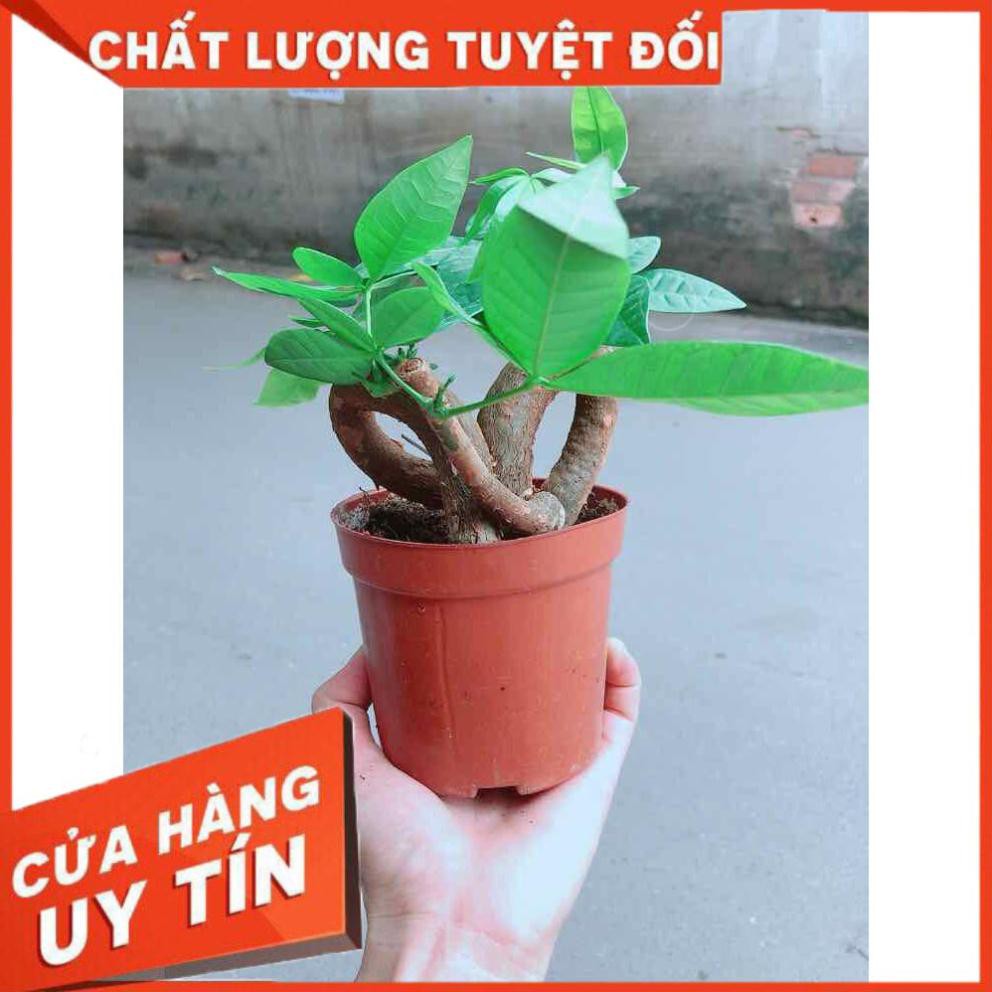 Chậu kim ngân nơ Nhiều Người Mua