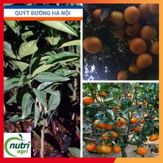 Cây Giống Quýt Đường Hà Nội Siêu Ngọt Ngon Trồng Chậu Quanh Nhà