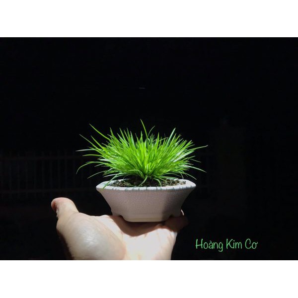 CỎ THẠCH XƯƠNG BỒ, CÂY CỎ LÁ CÓ MÙI THƠM NHẸ NHÀNG, CÂY TRÊN ĐÁ, GỖ TRANG TRÍ NHÀ CỬA, TIỂU CẢNH GIAN PHÒNG