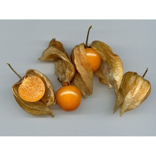 Hạt giống quả tầm bóp