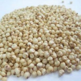 Sỉ toàn quốc giá rẻ hạt ý dĩ bo bo 500g - 1kg