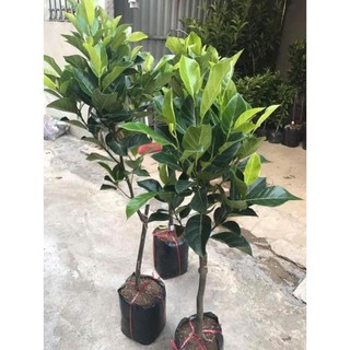 CÂY GIỐNG MÍT RUỘT ĐỎ SIÊU TRÁI