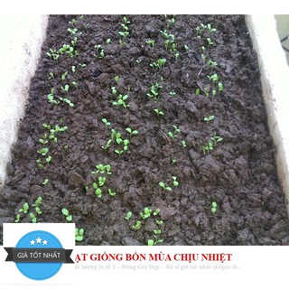 Giống Rau Xà lách mỡ