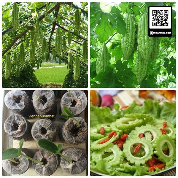 1KG Hạt giống mướp đắng trái dài