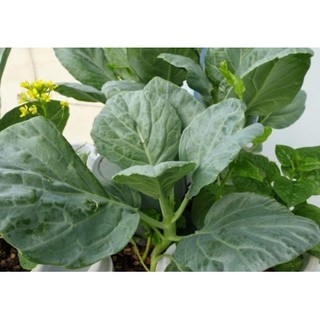 5Gam HẠT GIỐNG RAU CẢI RỔ (CẢI LÀN) Kèm quà tặng