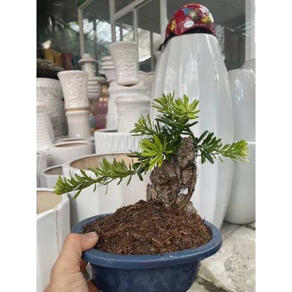 Bộ Tùng Kim Cương ôm đá