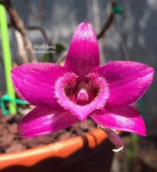 Phi điệp huyết long hàng giống năm nhất thuần tại vườn