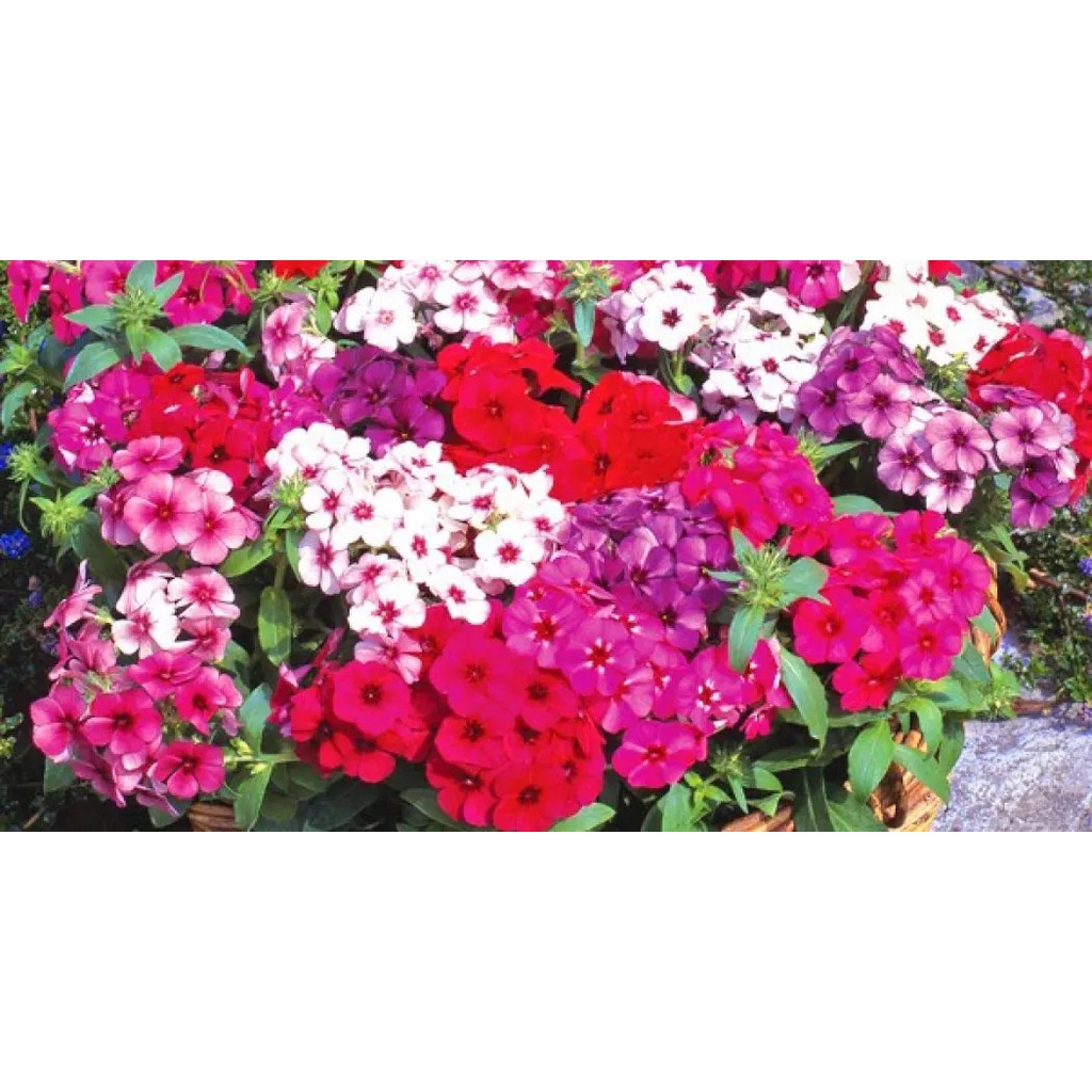 Hat Giống Hoa Thanh Trúc F1 Loại mix màu dễ trồng hoa nở đẹp chống sâu bệnh