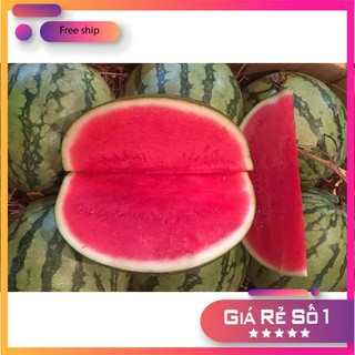 10 Hạt giống Dưa hấu Không hạt