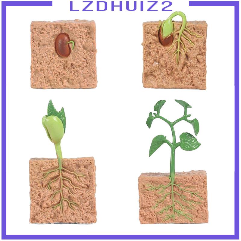 Mô Hình Thực Vật Cây Đậu Nành Giảng Dạy Cho Bé