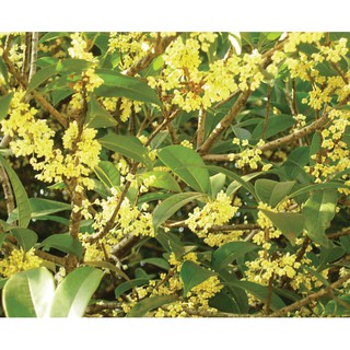 Mộc hương ta hoa vàng