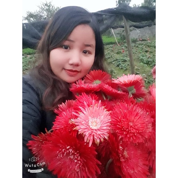 Cây hoa đồng tiền kép cổ ngày xưa