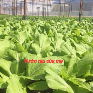 Hạt giống rau cải canh Hong Kong (30g)