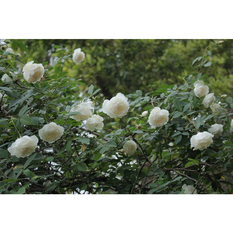 Cây hoa hồng cổ Bạch Ho trắng siêu đẹp -Hoangoaimelinh