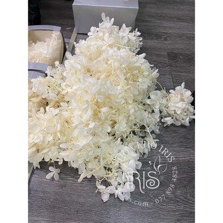 Trang trí ❤️HOA KHÔ CẨM TÚ CẦU❤️  Quà tặng