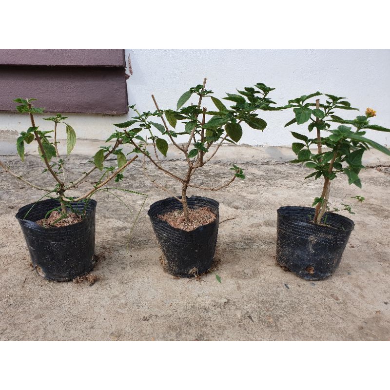 Cây giống hoa ngũ sắc - trang trí hàng rào, hoa đẹp nở nhiều vào mùa hè (Ảnh thật vườn sơn tây)