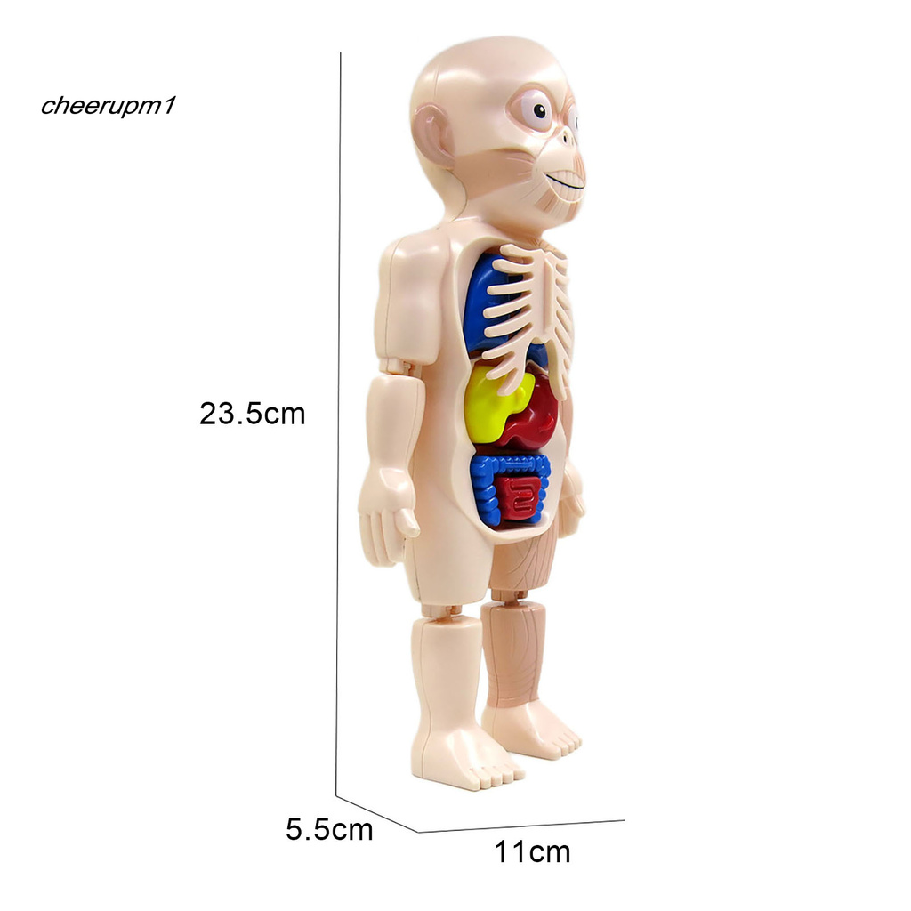 Set mô hình cơ thể người 18 chi tiết bằng nhựa cho bé