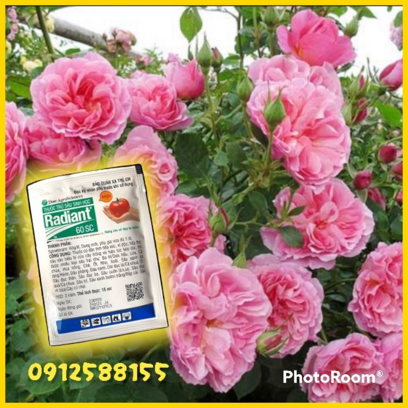 Vật tư nông nghiệp Radiant 60SC bảo vệ hoa hồng và các loại cây trồng