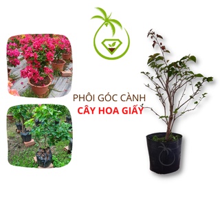 Cây Hoa Giấy Giống 1 Năm Tuổi | Cao 40cm - Trồng Dễ Sống - Bộ Rễ Lớn - Thân Cành Cứng Cấp - Làm Hoa Giấy Tết