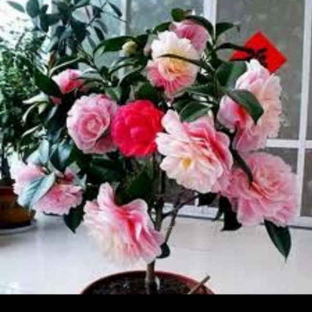 Cây  giống trà  mi ngũ sắc.