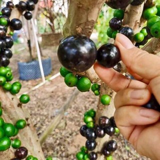 CÂY GIỐNG NHO THÂN GỖ TỨ QUÝ