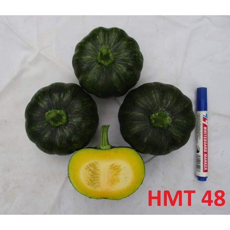 Bí ăn non lai F1 HMT 48