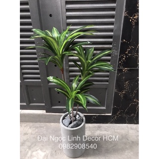 Cây phát tài giả 1,2m