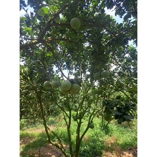 Cây giống bưởi da xanh ghép