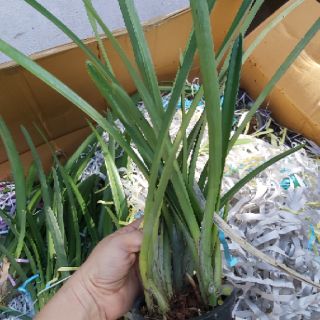 Kiếm đỏ mỹ lai kiếm đỏ thái