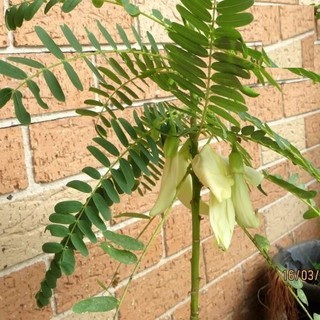 Hạt bông SO ĐŨA trắng - Gói 2 gram