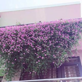 Hoa ban công ngũ sắc tím rũ đẹp mê