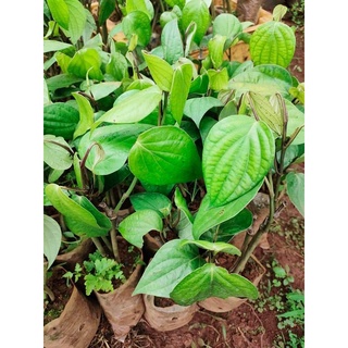 Set 4 cây tiêu giống