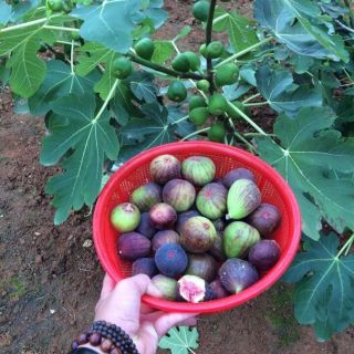 Cây sung mỹ giống sai quả, cây lùn trồng chậu  giống