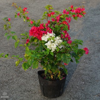 CHẬU HOA GIẤY ĐANG HOA--ĐỦ MÀU-BÔNG TO