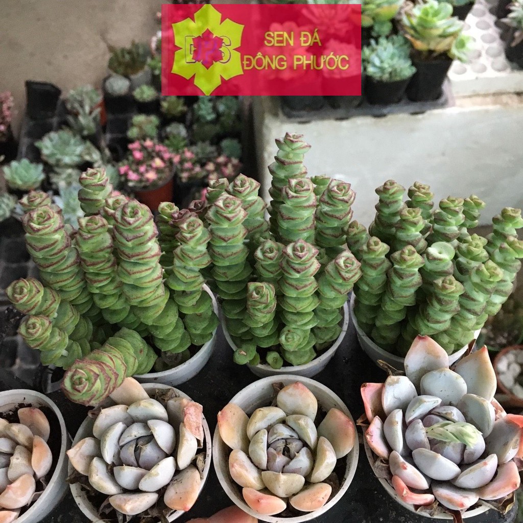 Sen đá xiên thịt size bầu - cây trồng phong thuỷ, văn phòng - Sen đá Đông Phước