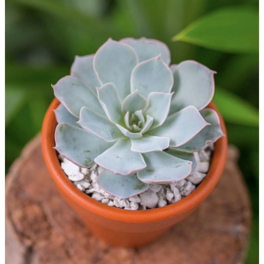 Sen đá Hồng Phấn Nhỏ Siêu Dễ Thương | BigBuy360 - bigbuy360.vn