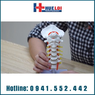 Mô hình giải phẫu đốt sống cổ