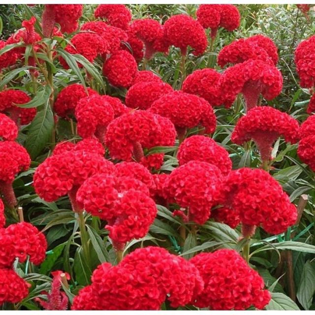 Hạt Giống Hoa Mào Gà Búa Mix Nhiều Màu  luckyseed hạt siêu rẻ