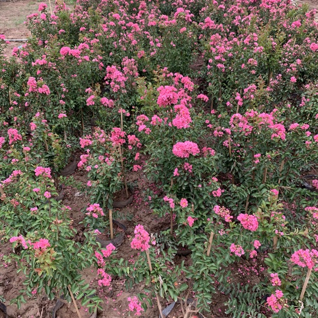 Cây hoa tường vi hồng cao 30-40cm, cây cực kì sai hoa và nụ, thích hợp trồng trang trí sân vườn và gia đình