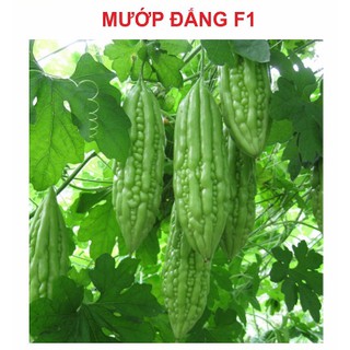 10h - HẠT GIỐNG KHỔ QUA