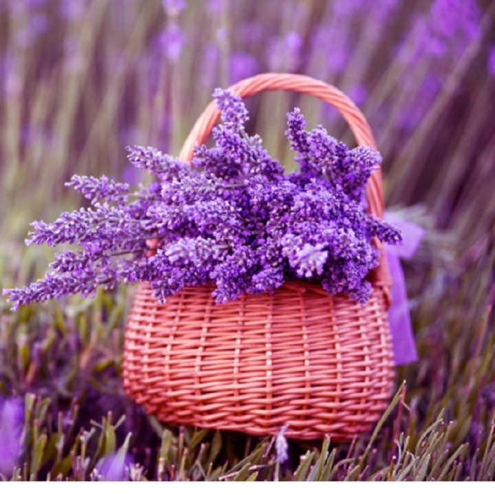 Túi Thơm Hoa Oải Hương Lavender H254