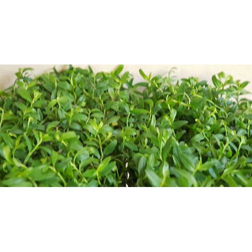 DÃ HẠC CHỚP MỸ HÀNG GIỐNG