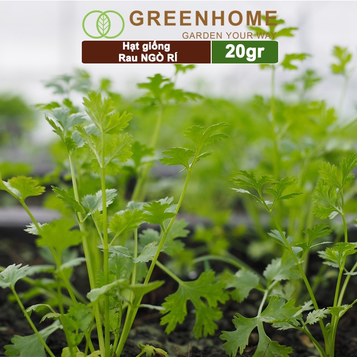 Hạt giống rau ngò rí Greenhome, gói 20gr, sinh trưởng tốt, kháng bệnh tốt, thu hoạch nhanh G03