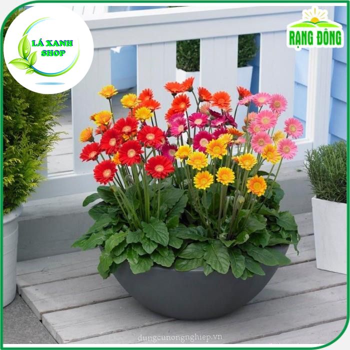 Hạt giống Hoa Cúc Đồng Tiên Nhiều Màu (gói 10 hạt) - Hạt Giống Rạng Đông