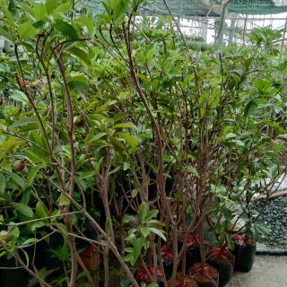 Cây 🌲 Sapo... lòng mứt... đang trái