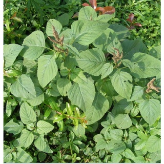 Hạt giống rau dền cơm - Gói 10gram