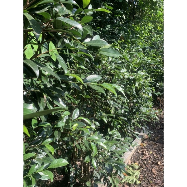 Trà xanh tươi loại 300g