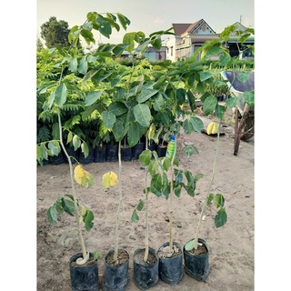 combo 5 cây gõ đỏ