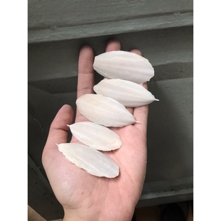 Nang Mực bổ sung Canxi (Thức ăn cho vật nuôi)